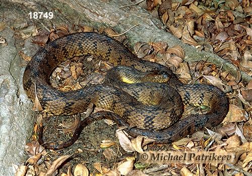 Diamondback Watersnake (Nerodia rhombifer)